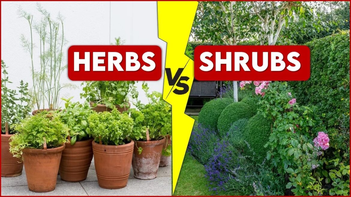Shrubs and Bushes