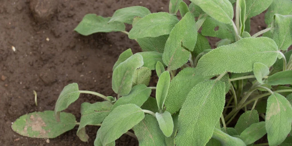 Ground and Rubbed Sage