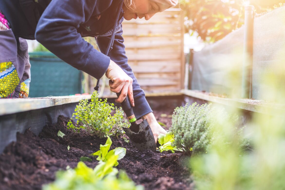 Raised Garden Beds